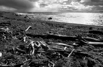 Punta Arenas area: beach near the 'pinguineras'.