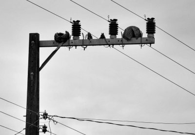 Near Donna Emma. João de Barro (Muddy John) bird houses. 