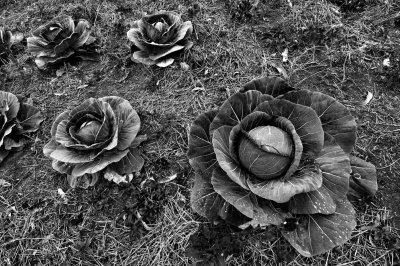 Anitápolis; cabbage plantation.