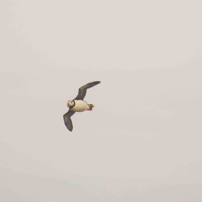 fbpuffin5.jpg