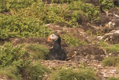 fbpuffin6.jpg