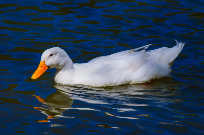 White Duck - Centennial Park