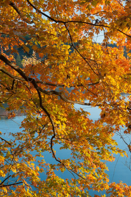 Fall Colors - Radnor Lake