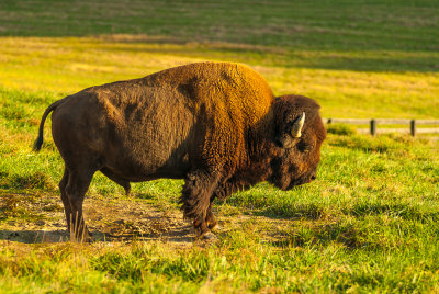 Buffalo - Williamson Co.