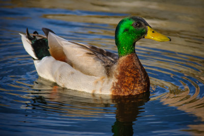 Mallard - Centennial Park