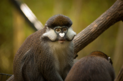 Nashville Zoo
