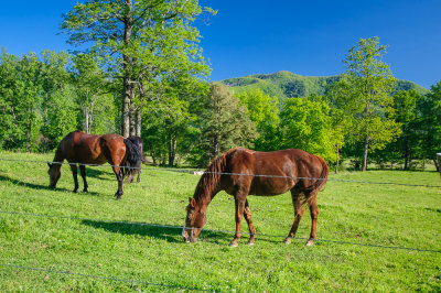 Horses - Cades Cove