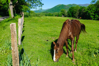 Horse - Cades Cove