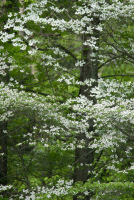 Dogwood - Smoky Mnts