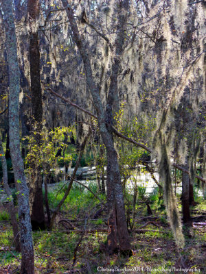 Brazos Bend State Park