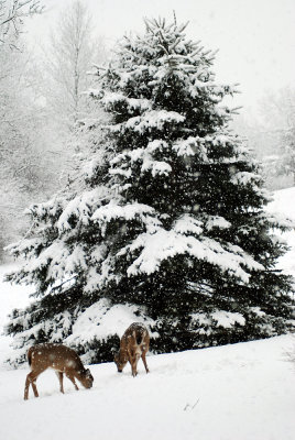 Deer-snow.jpg
