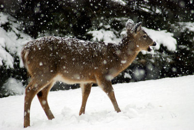 Deer-snow-2.jpg