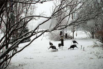 snow-turkeys.jpg