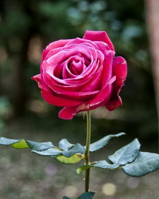 g9/39/331339/3/154759042.l0jFnIF1.jpg