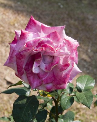g9/39/331339/3/154759045.No0S2vep.jpg