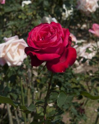 g9/39/331339/3/154759082.C8po0I7F.jpg