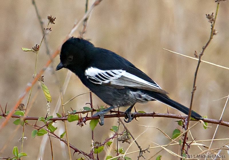 Southern Black Tit