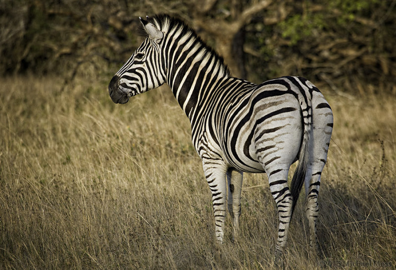 Zebra