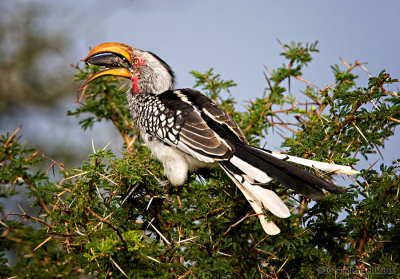 Yellow Billed Hornbill With Kill