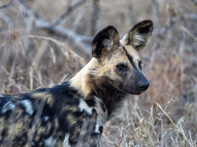 African Wild Dog