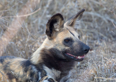 African Wild Dog