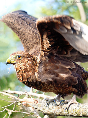Bateleur Eagle Juvenile Take Off