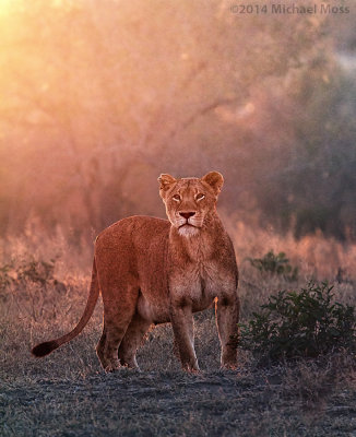 Tsalala Lioness 