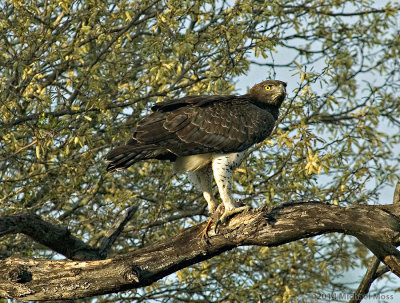 Martial Eagle Close Up