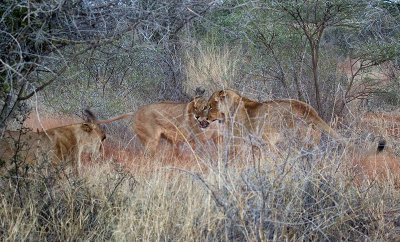 Lionesses Fighting