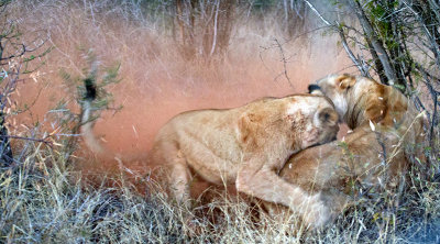 Lionesses Fighting