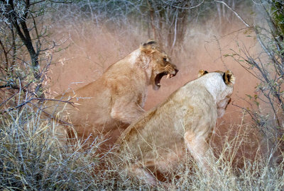 Lionesses Fighting