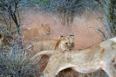 Lionesses Fighting