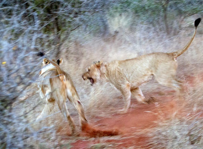 Lionesses Fighting