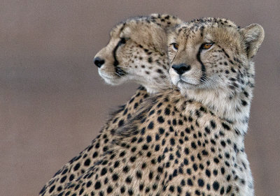 Cheetah of Madikwe