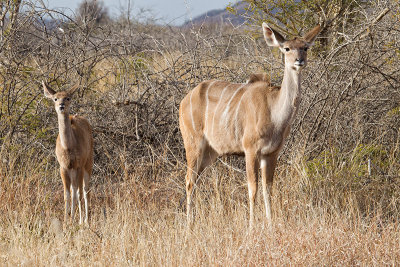 Kudu and baby