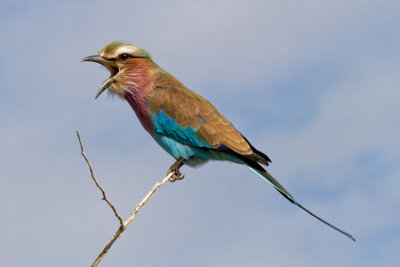 Lilac breasted roller