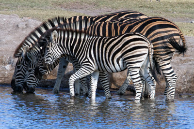 Zebras