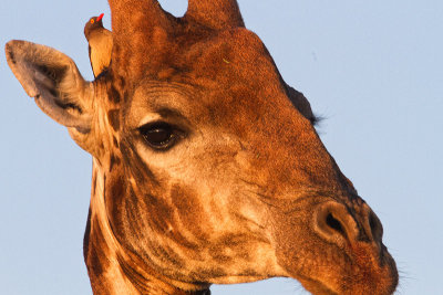 Giraffe close up with oxpecker