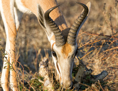 Springbok