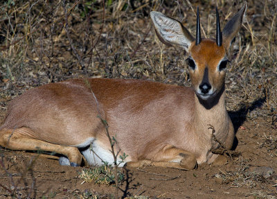 Steenbok