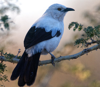 Southern Pied Babbler