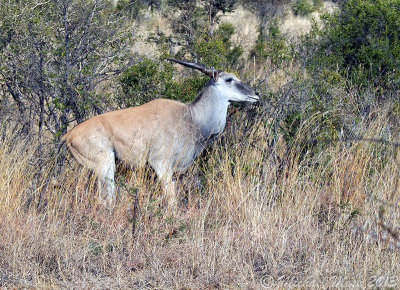 Eland Jump Sequence