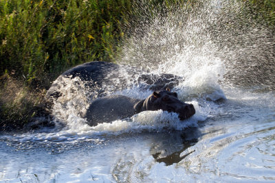 Hippos entering water