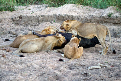 Graphic Shots of Lions Eating (Not for those with weak stomachs)