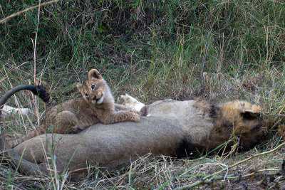 Lion Cub and male