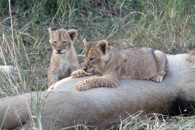 Lion Cubs and males