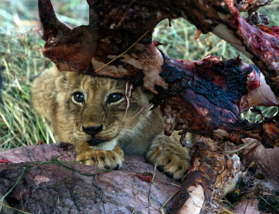 Lion cub