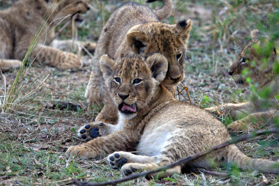 Lion cubs