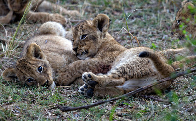 Lion cubs