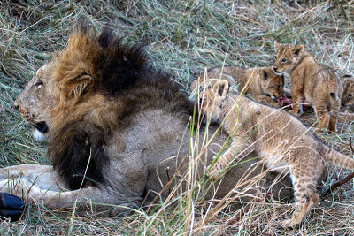 Lion males and cubs